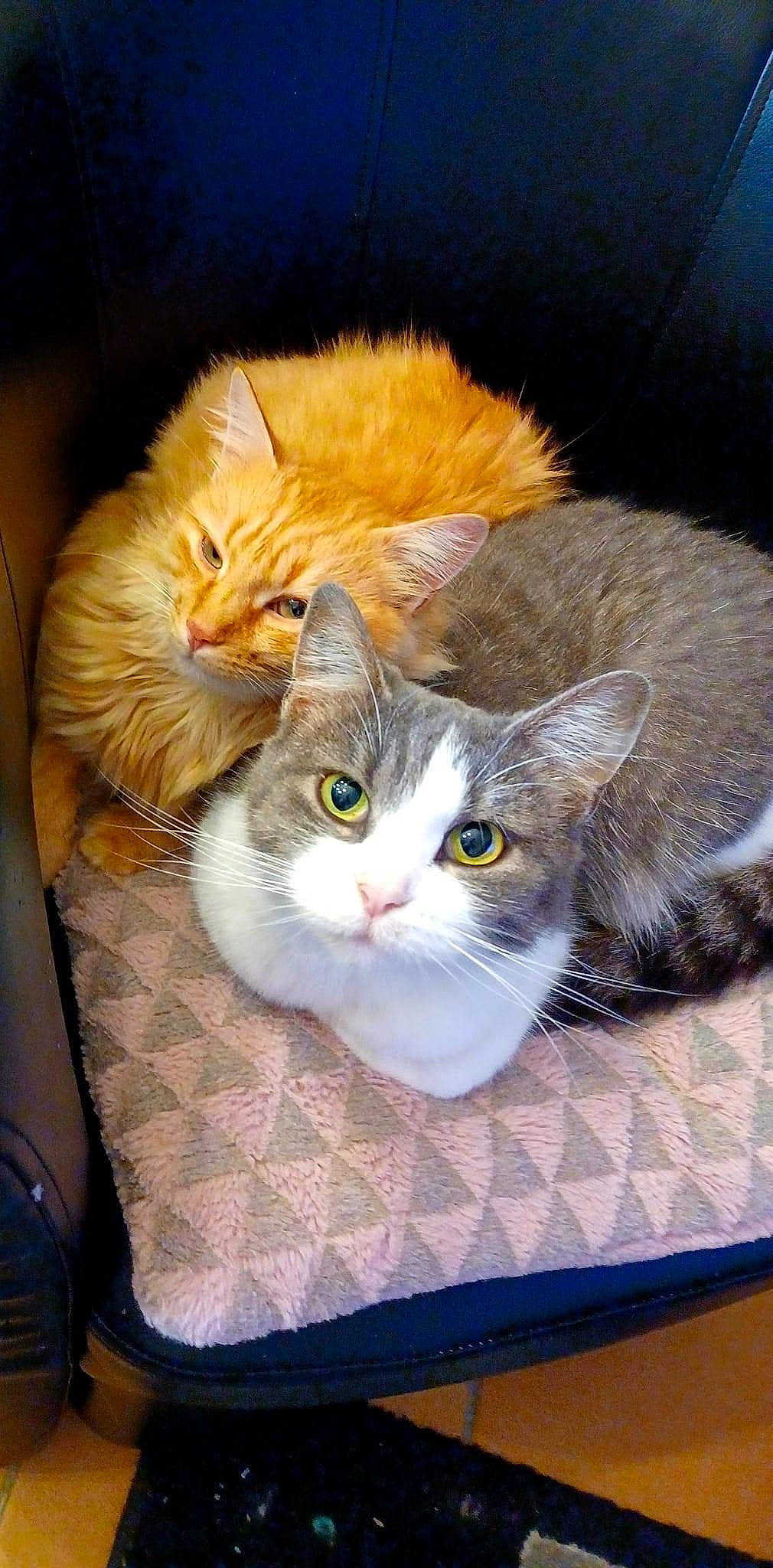 Minoutte participe au concours pour gagner de l'argent avec cette photo : bag, box, cardboard, carnivore, cat, claw, domestic_short_haired_cat, fawn, felidae, fur, packaging_and_labeling, paw, shipping_box, small_to_medium_sized_cats, snout, tail, whiskers, wood