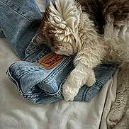 Mischa is registered to the contest to win money with this photo: cat, sleeping, denim, jeans, fur, cozy, resting, pet, indoor, fabric, soft, cute, animal, relaxed, white, brown, paw, texture, bed, casual