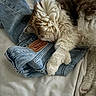 cat, sleeping, denim, jeans, fur, cozy, resting, pet, indoor, fabric, soft, cute, animal, relaxed, white, brown, paw, texture, bed, casual