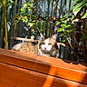 Mischa joined the competition — help win amazing prizes! cat, animal, pet, wood, sunlight, leaf, plant, greenery, outdoor, nature, feline, relaxed, daylight, wooden_fence, trellis, metal_wall, shadow, domestic_animal, whiskers, curious