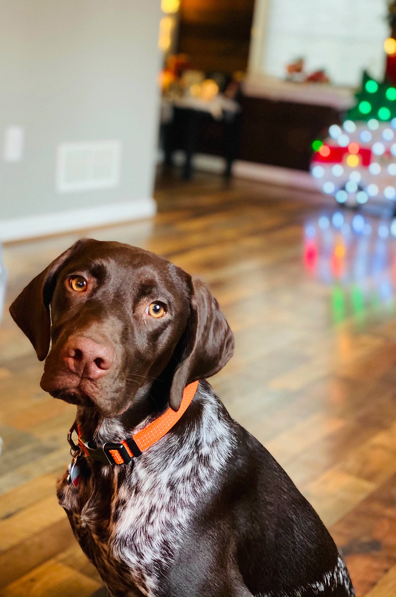 Banx joined the competition — help win amazing prizes! canidae, carnivore, collar, companion_dog, dog, dog_breed, dog_collar, floor, flooring, fur, gun_dog, laminate_flooring, liver, pet_supply, pointing_breed, snout, sporting_group, weimaraner, wood_flooring, working_animal