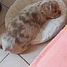 Billy participe au concours pour gagner de l'argent avec cette photo : animal, brown_and_white, cozy, curled_up, cushion, cute, dog, dog_bed, fluffy, indoor, long_hair, nap, pet, pink_blanket, puppy, relaxed, resting, sleeping, small_dog, tile_floor