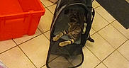 Bibou participe au concours pour gagner de l'argent avec cette photo : animal, black_carrier, cat, cat_food_bag, curious, curtain, cushion, feline, floor_tiles, green_curtain, home, indoor, orange_bin, paws, pet_accessory, pet_carrier, relaxed, stretching, tabby, tile_floor