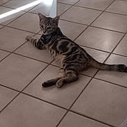 Bibou participe au concours pour gagner de l'argent avec cette photo : animal, black, brown, cat, curious, domestic, ears, floor, home, indoor, light_beam, pet, relaxed, resting, striped, tabby, table_base, tail, tile, whiskers