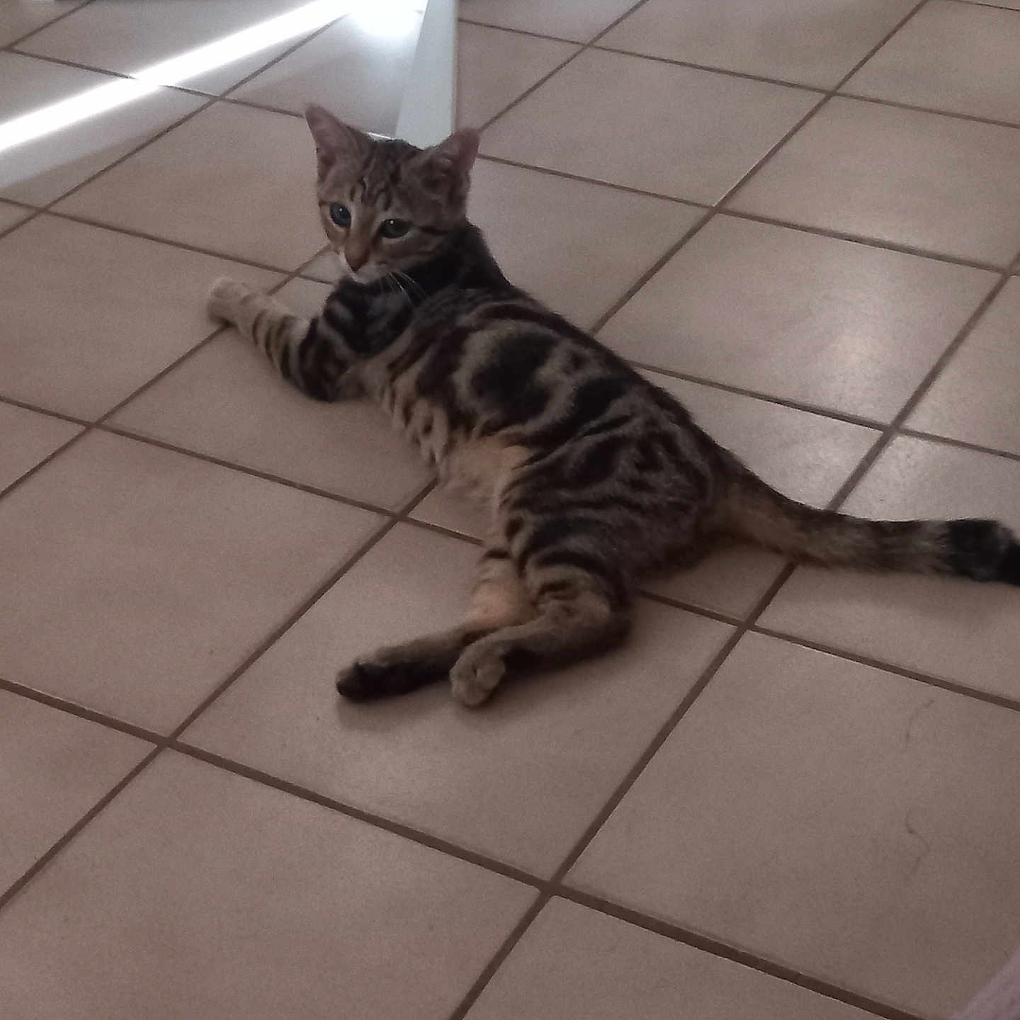 Bibou