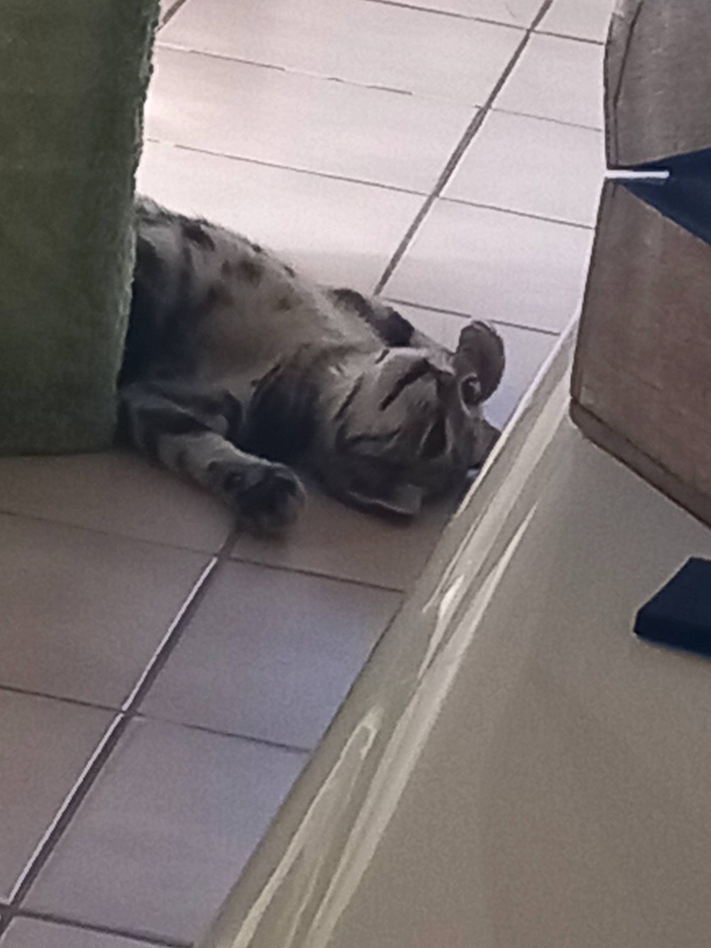 Bibou