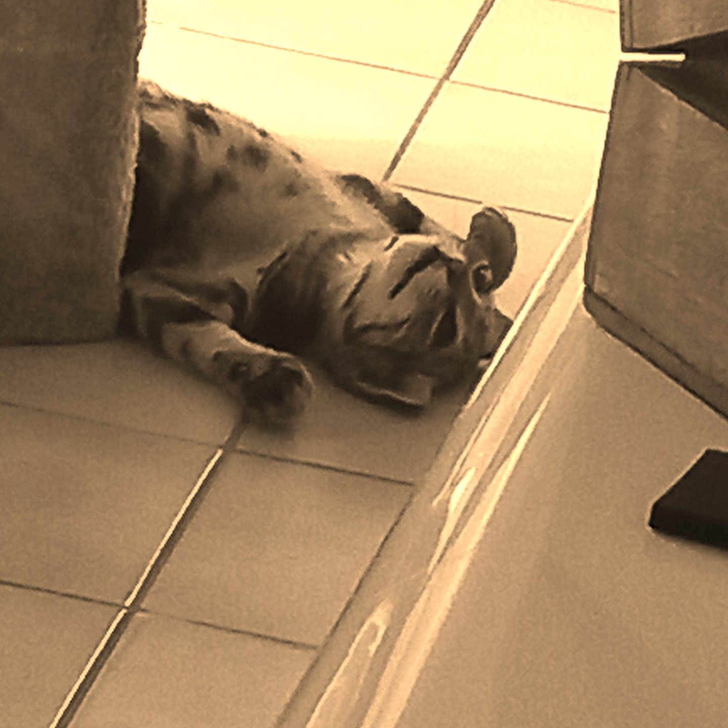 Bibou