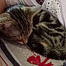 cat, tabby, sleeping, curled_up, bedspread, patterned_fabric, indoor, feline, resting, fur, striped, cute, cozy, animal, pet, closeup, soft_lighting, relaxation, domestic_cat, quiet
