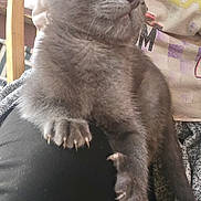 Smudge is registered to the contest to win money with this photo: animal, casual, claws, closeup, clothing, curious, feline, fur, gray_cat, indoor, kitten, lap, paw, person, pet, relaxed, sitting, whiskers, wooden_chair, young_cat