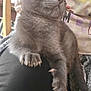 animal, casual, claws, closeup, clothing, curious, feline, fur, gray_cat, indoor, kitten, lap, paw, person, pet, relaxed, sitting, whiskers, wooden_chair, young_cat