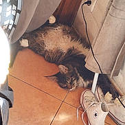 Yoda participe au concours pour gagner de l'argent avec cette photo : animal, cat, converse, cord, cozy, curtain, floor, fluffy, fur, home, indoor, paw, pet, relaxed, resting, shoes, sleeping, sneakers, tile, wall_socket