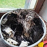 Yoda participe au concours pour gagner de l'argent avec cette photo :