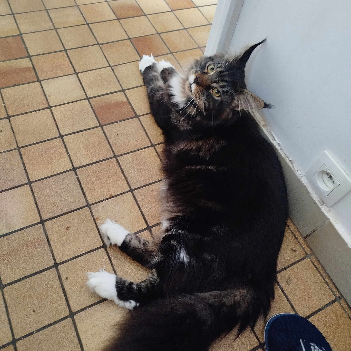 Yoda