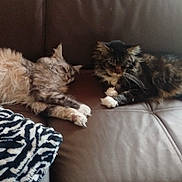 Abyss a rejoint le concours — aidez-le/la à gagner de superbes lots ! cat, cats, feline, pet, animal, fluffy, resting, lounging, couch, sofa, indoor, fur, relaxed, sleeping, zebra_pattern_blanket, cozy, home, domestic_animal, paw, whiskers