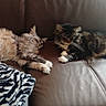 animal, cat, cats, couch, cozy, domestic_animal, feline, fluffy, fur, home, indoor, lounging, paw, pet, relaxed, resting, sleeping, sofa, whiskers, zebra_pattern_blanket