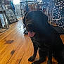 dog, black_dog, tongue_out, indoor, wooden_floor, dog_crate, metal_crate, window, chair, table, blue_wall, pet, animal, sitting, happy, household, home_interior, door, floor, furniture