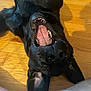 dog, black_dog, tongue, teeth, playful, wooden_floor, pet, canine, mouth_open, lying_down, happy, indoor, animal, ears, nose, fur, cute, domestic_animal, companion, friendly