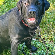 Brandy is registered to the contest to win money with this photo: dog, labrador, black_dog, collar, tag, leash, grass, outdoor, pet, canine, animal, sitting, happy, mouth_open, ears, fur, daylight, nature, closeup, friendly