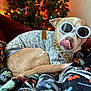 dog, small_dog, sunglasses, sweater, gold_chain, blanket, patterned_blanket, christmas_tree, christmas_lights, indoors, couch, pet, tongue_out, cozy, holiday, decor, resting, cute, playful, fashion