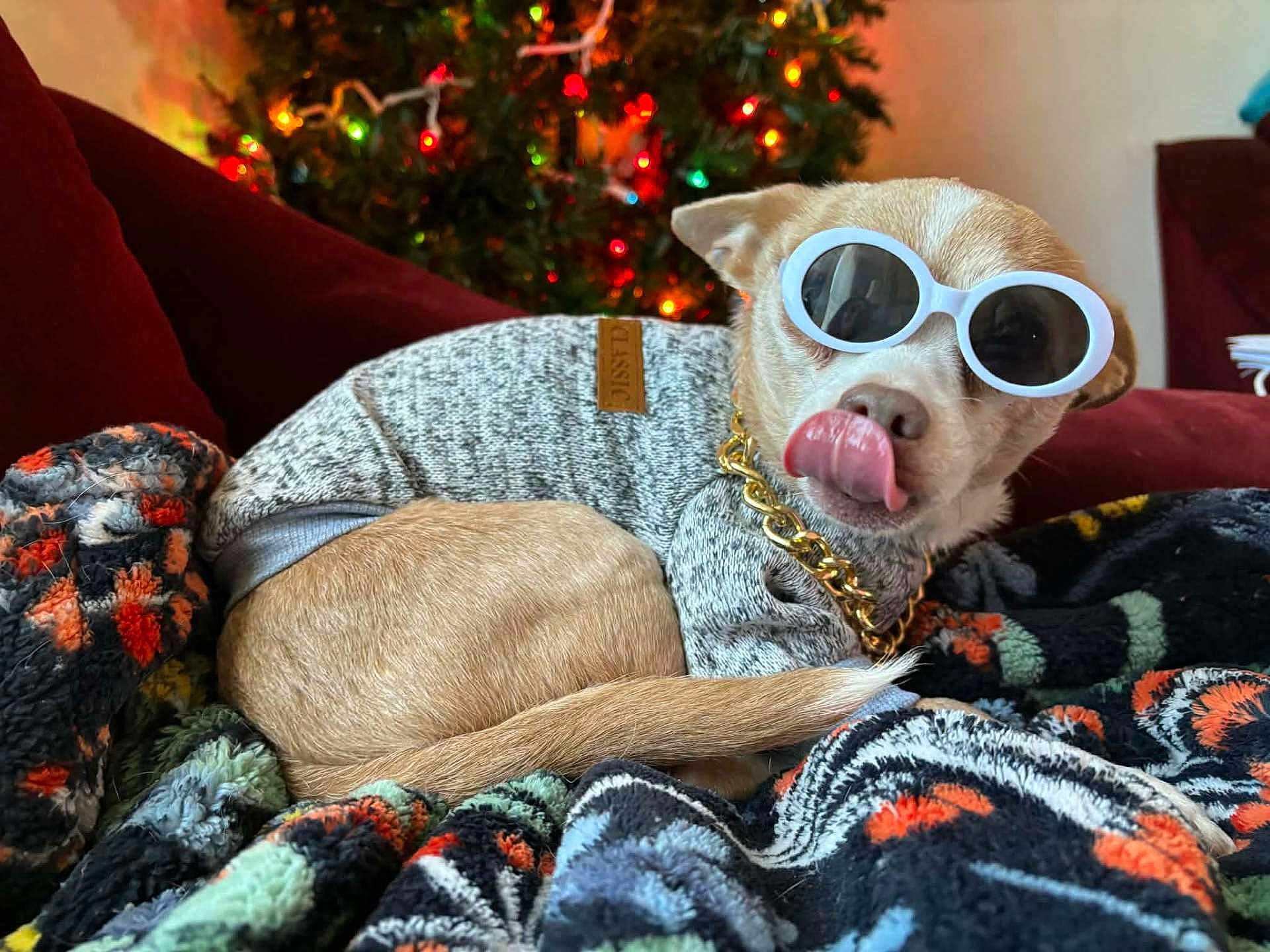 Jack is registered to the contest to win money with this photo: dog, small_dog, sunglasses, sweater, gold_chain, blanket, patterned_blanket, christmas_tree, christmas_lights, indoors, couch, pet, tongue_out, cozy, holiday, decor, resting, cute, playful, fashion