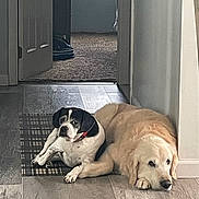 Kobe joined the competition — help win amazing prizes! dog, dogs, black_and_white_dog, golden_dog, lying_down, indoor, floor, rug, home, relaxed, pet, canine, companion, animal, domestic, two_dogs, hallway, wooden_floor, resting, cozy