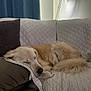 Kobe is registered to the contest to win money with this photo: dog, golden_retriever, sleeping, couch, quilted, pillow, lamp, indoor, pet, fur, cozy, resting, curled_up, home, relaxation, blanket, comfort, furniture, curtain, domestic