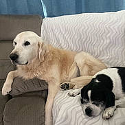 Tucker is registered to the contest to win money with this photo: dog, lounge, couch, resting, sleeping, indoor, pet, canine, furniture, blanket, curtain, relaxed, companion, domestic, animal, black_and_white, tan, fur, paw, cozy