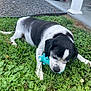 dog, black_and_white, grass, toy, blue, outdoor, pet, chewing, greenery, flowers, porch, playful, animal, nature, leafy, relaxed, daytime, garden, canine, cute