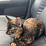 cat, tortoiseshell, pet, animal, leather_seat, car_interior, collar, tag, feline, whiskers, ears, paws, fur, side_view, domestic_animal, relaxed, indoor, closeup, resting, seat