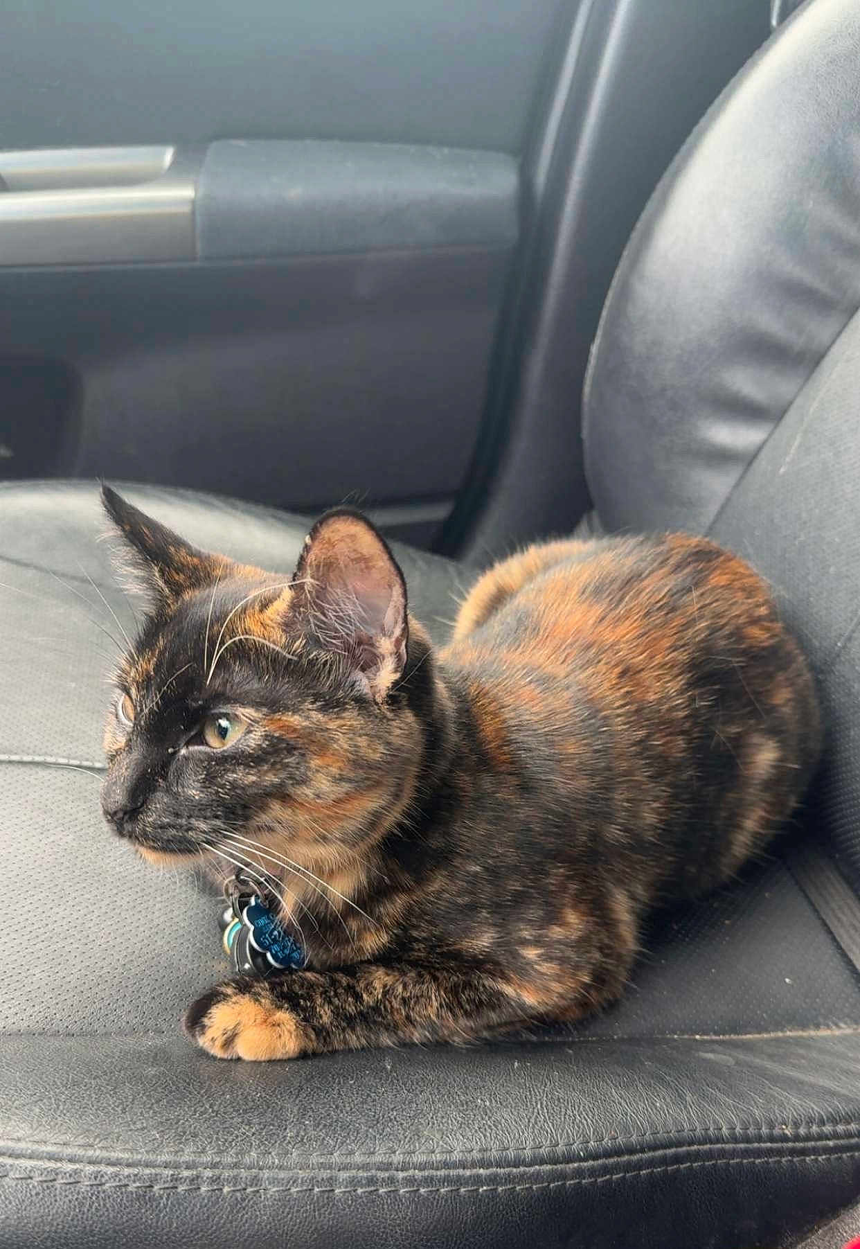 Nova is registered to the contest to win money with this photo: cat, tortoiseshell, pet, animal, leather_seat, car_interior, collar, tag, feline, whiskers, ears, paws, fur, side_view, domestic_animal, relaxed, indoor, closeup, resting, seat