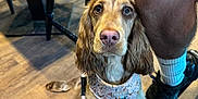 Mabel is registered to the contest to win money with this photo: animal, brown_dog, chair, closeup, cute, dog, floor, floor_shadow, harness, indoor, leash, long_ears, looking_up, patterned_chair, person_leg, pet, shoe, sock, waiting, wooden_floor