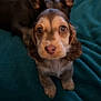 Mabel joined the competition — help win amazing prizes! puppy, dog, close_up, pet, cute, animal, fur, ears, eyes, nose, bed, blanket, indoor, portrait, mammal, young, domestic_animal, companion, friendship, sleeping_area
