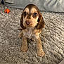 puppy, dog, carpet, indoor, pet, cute, animal, brown, white, orange_ball, cushion, fur, sitting, looking_up, young, small, adorable, companion, playful, cozy