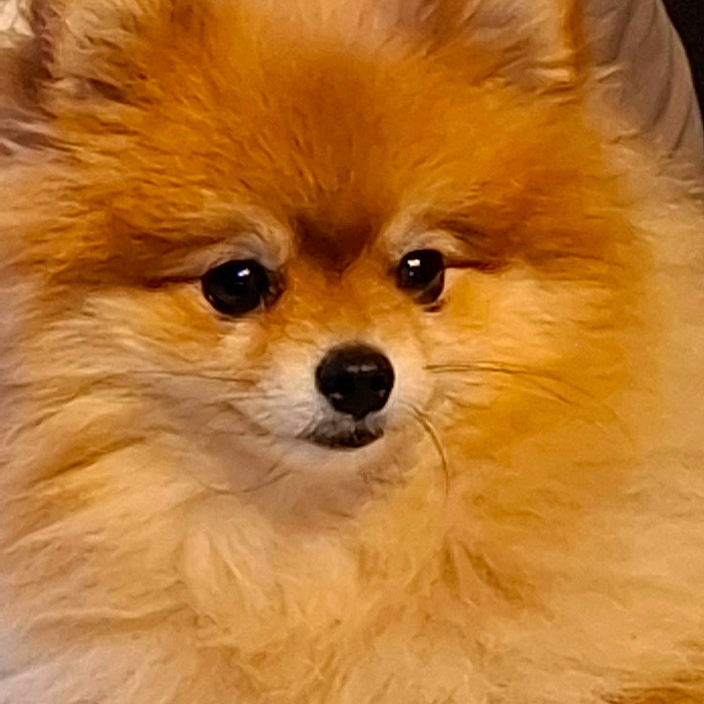 Unès a rejoint le concours — aidez-le/la à gagner de superbes lots ! adorable, animal, canine, closeup, companion, cute, dog, domestic_animal, face, fluffy, friendly, fur, furry, indoors, orange, pet, pomeranian, portrait, sitting, small_dog