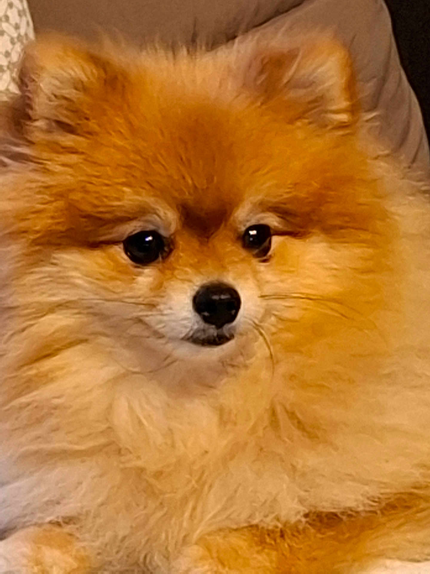 Unès a rejoint le concours — aidez-le/la à gagner de superbes lots ! dog, pomeranian, fluffy, pet, animal, cute, fur, orange, small_dog, indoors, face, closeup, adorable, companion, domestic_animal, canine, portrait, sitting, furry, friendly