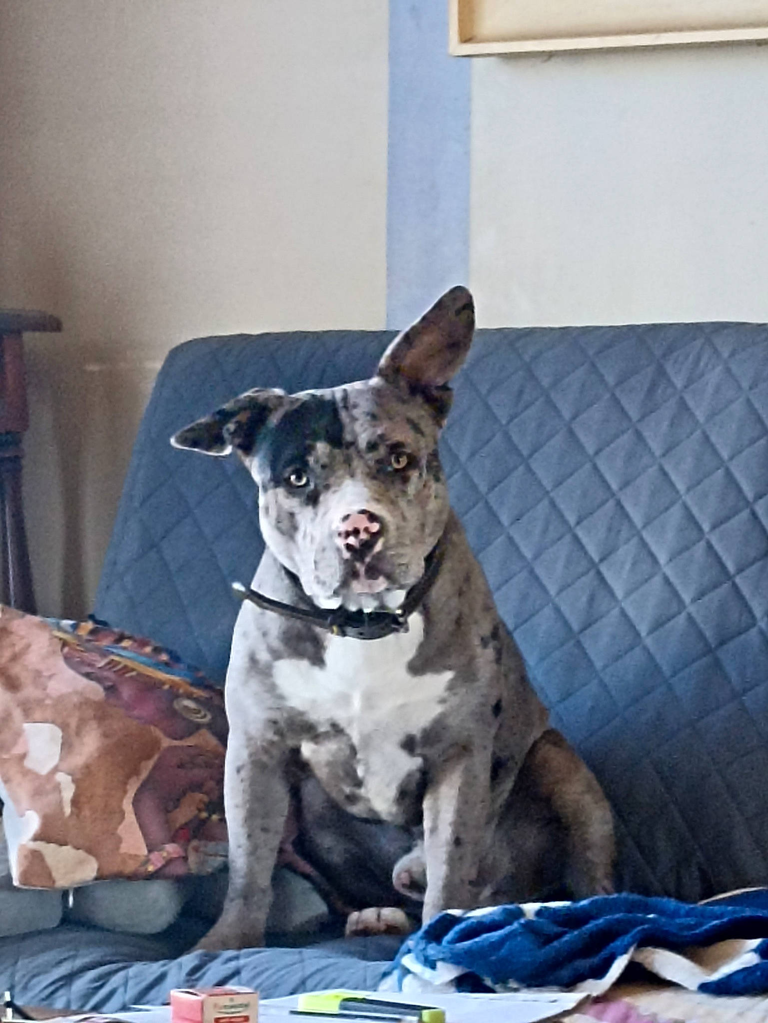 Rocky participe au concours pour gagner de l'argent avec cette photo : canidae, carnivore, chair, collar, comfort, companion_dog, dog, dog_breed, dog_supply, fawn, linens, non_sporting_group, paw, snout, sporting_group, tail, working_animal, working_dog