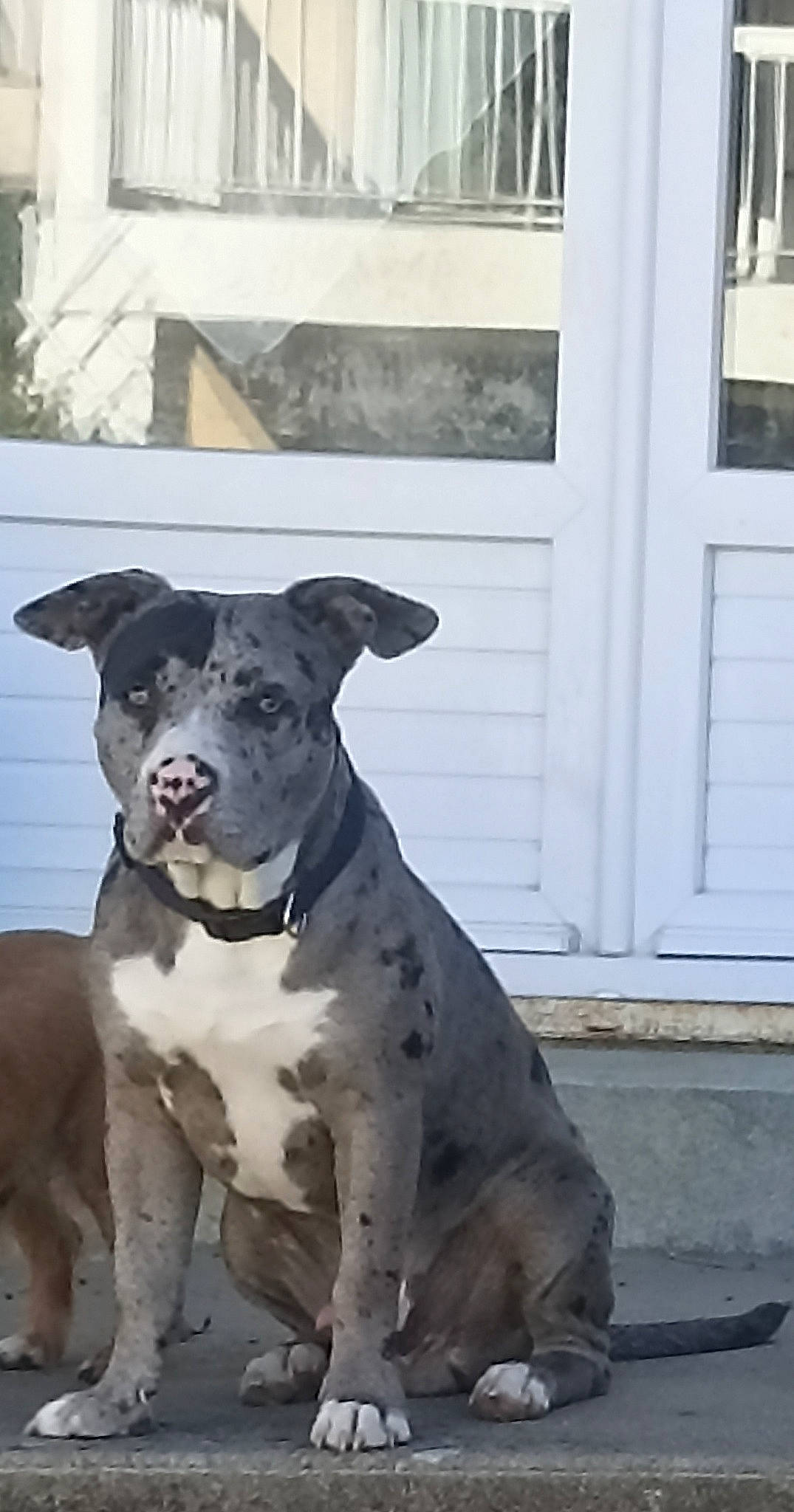 Rocky a rejoint le concours — aidez-le/la à gagner de superbes lots ! canidae, carnivore, collar, companion_dog, dog, dog_breed, dog_collar, door, fawn, foot, great_dane, non_sporting_group, paw, snout, sporting_group, window, working_animal, working_dog