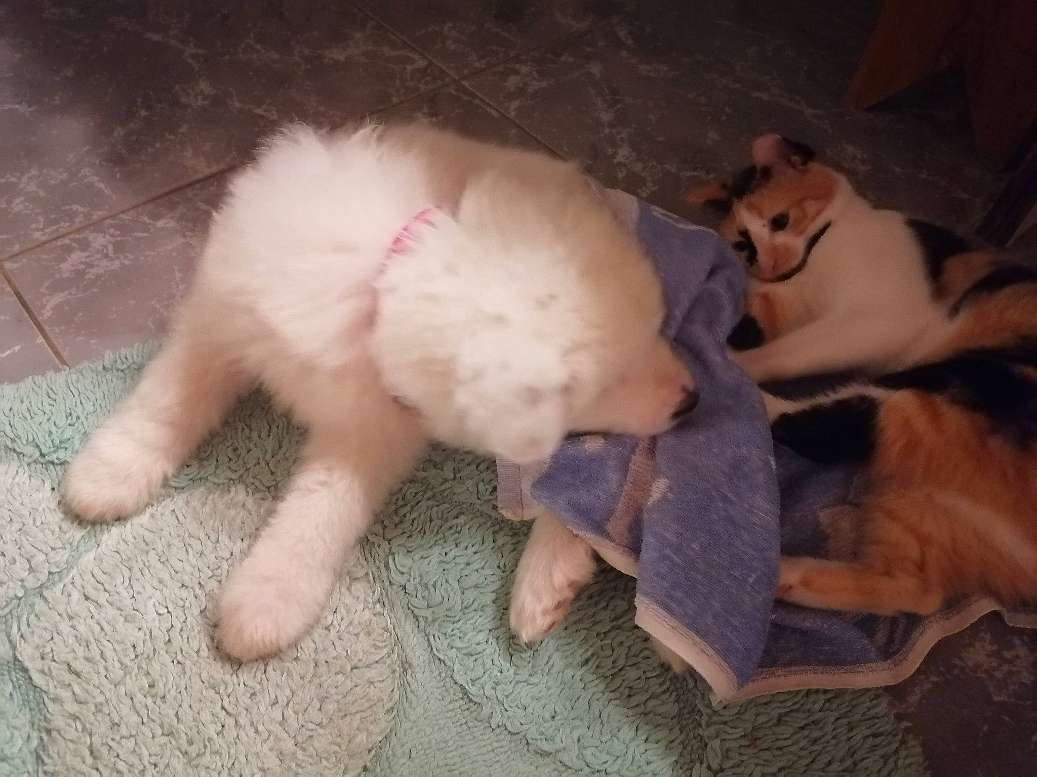 Raiponce a rejoint le concours — aidez-le/la à gagner de superbes lots ! canidae, carnivore, companion_dog, dog, dog_breed, dog_supply, fawn, foot, fur, non_sporting_group, paw, pet_supply, puppy, spitz, sporting_group, tail, working_animal