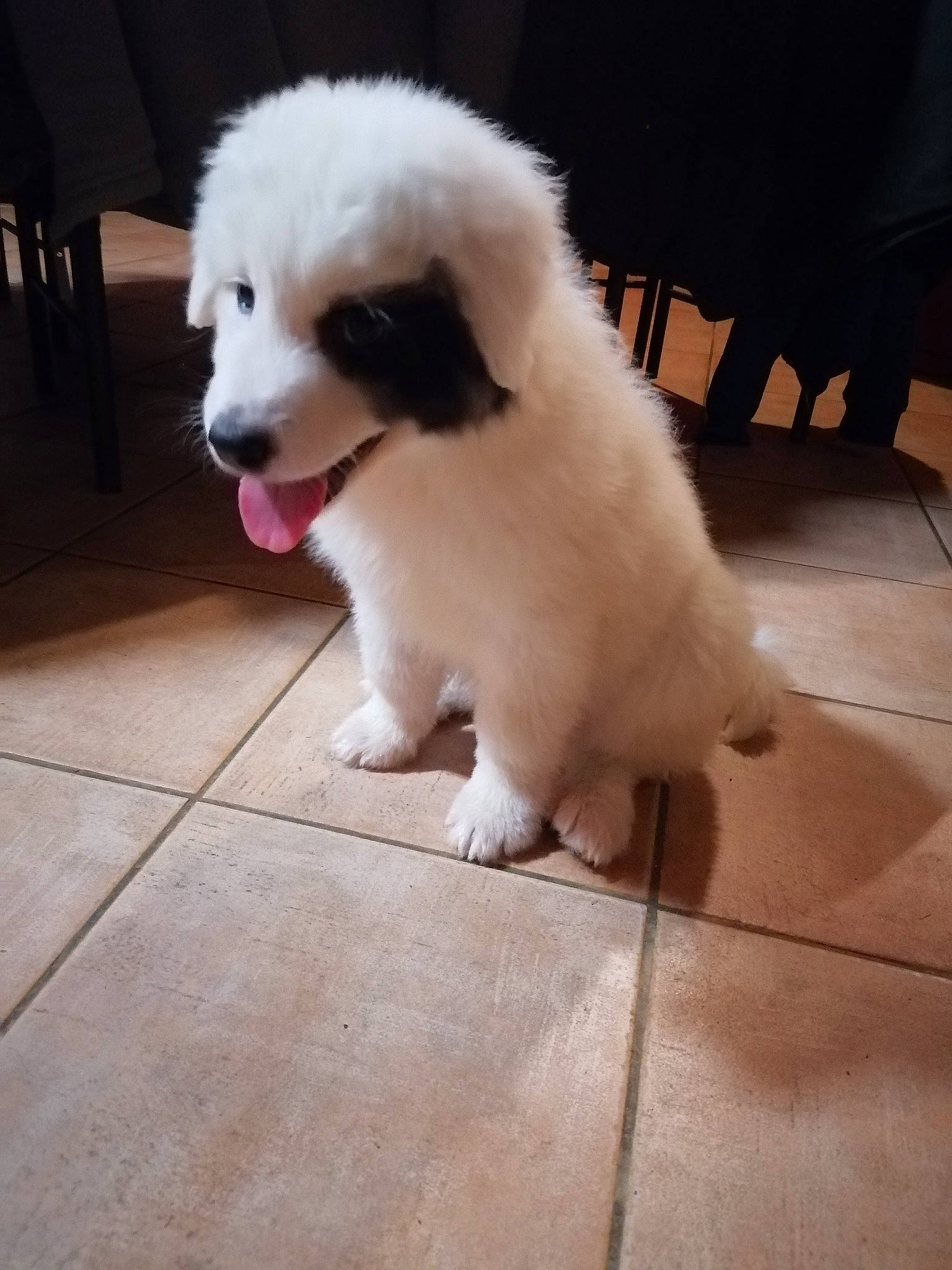 Raiponce participe au concours pour gagner de l'argent avec cette photo : canidae, carnivore, companion_dog, dog, dog_breed, fawn, floor, flooring, fur, laminate_flooring, mammal, non_sporting_group, puppy, snout, sporting_group, tile, tongue, toy_dog, wood_flooring, working_animal