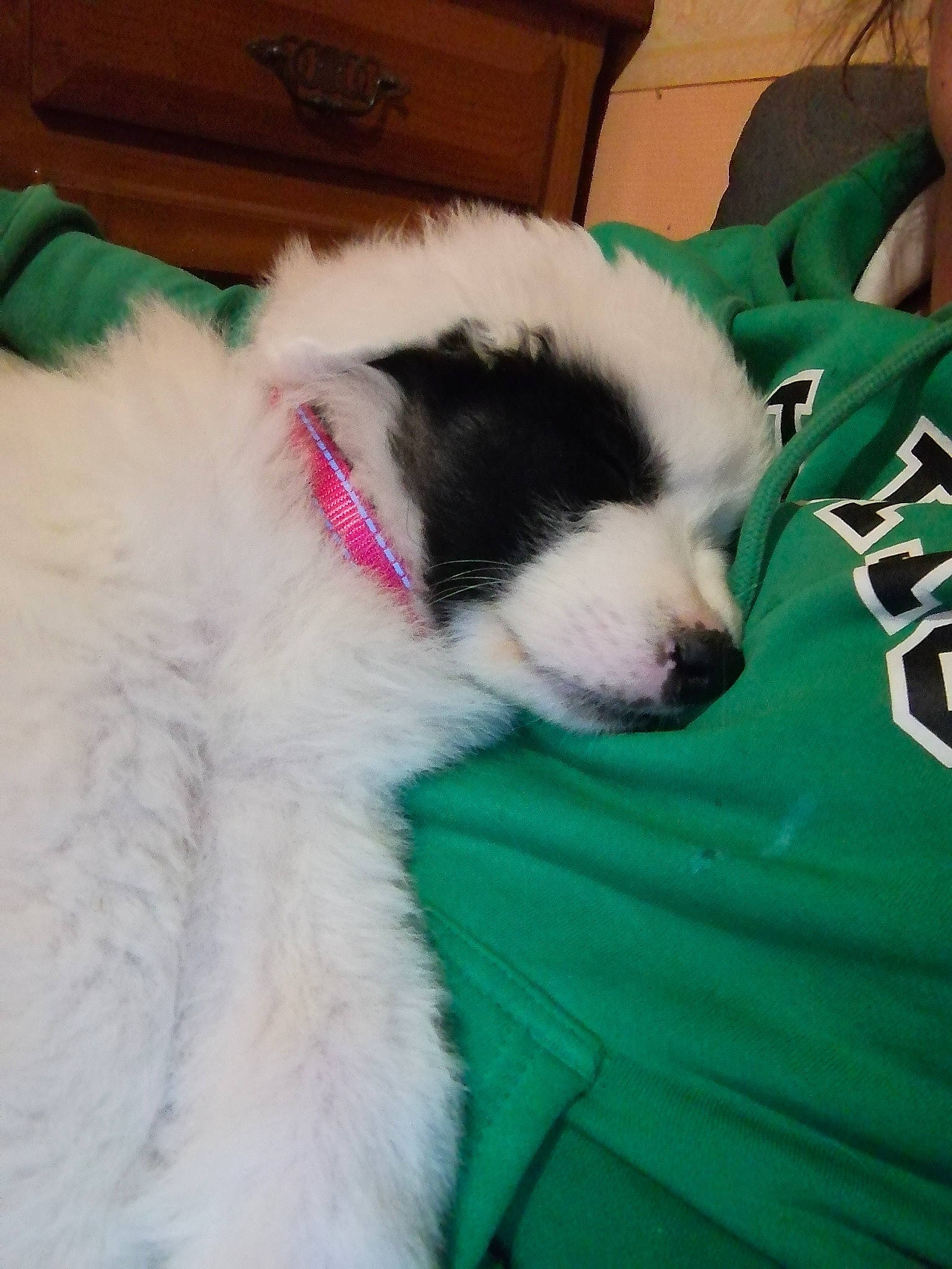 Raiponce a rejoint le concours — aidez-le/la à gagner de superbes lots ! bucovina_shepherd_dog, cabinetry, canidae, carnivore, chest_of_drawers, collar, companion_dog, dog, dog_breed, dog_collar, drawer, fur, mucuchies, natural_material, snout, sporting_group, terrestrial_animal, working_animal, working_dog