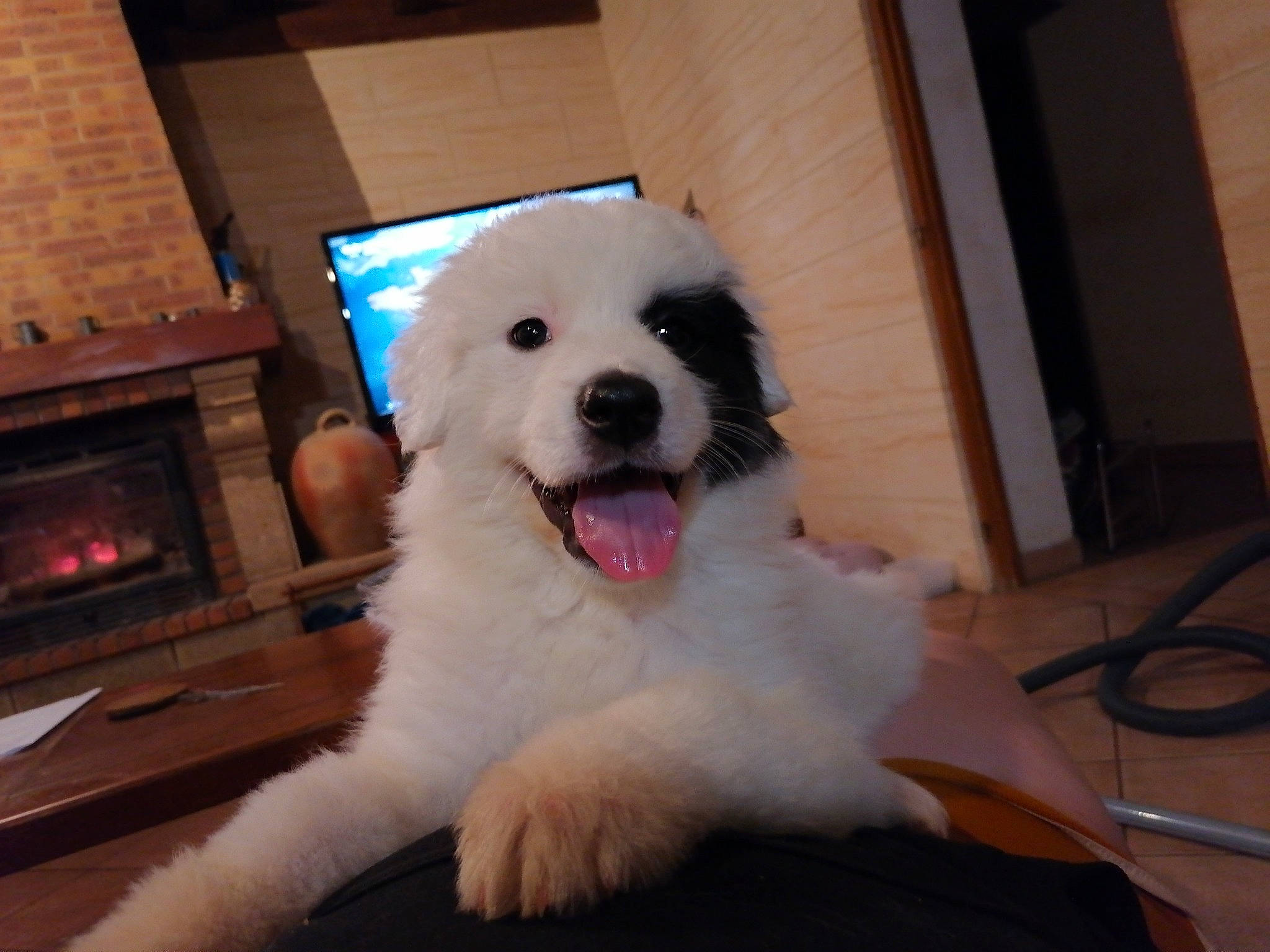 Raiponce a rejoint le concours — aidez-le/la à gagner de superbes lots ! canidae, carnivore, companion_dog, dog, dog_breed, fire_screen, fireplace, fur, gas, hearth, heat, jaw, non_sporting_group, puppy, snout, tongue, tooth, toy_dog, wood_burning_stove, working_animal