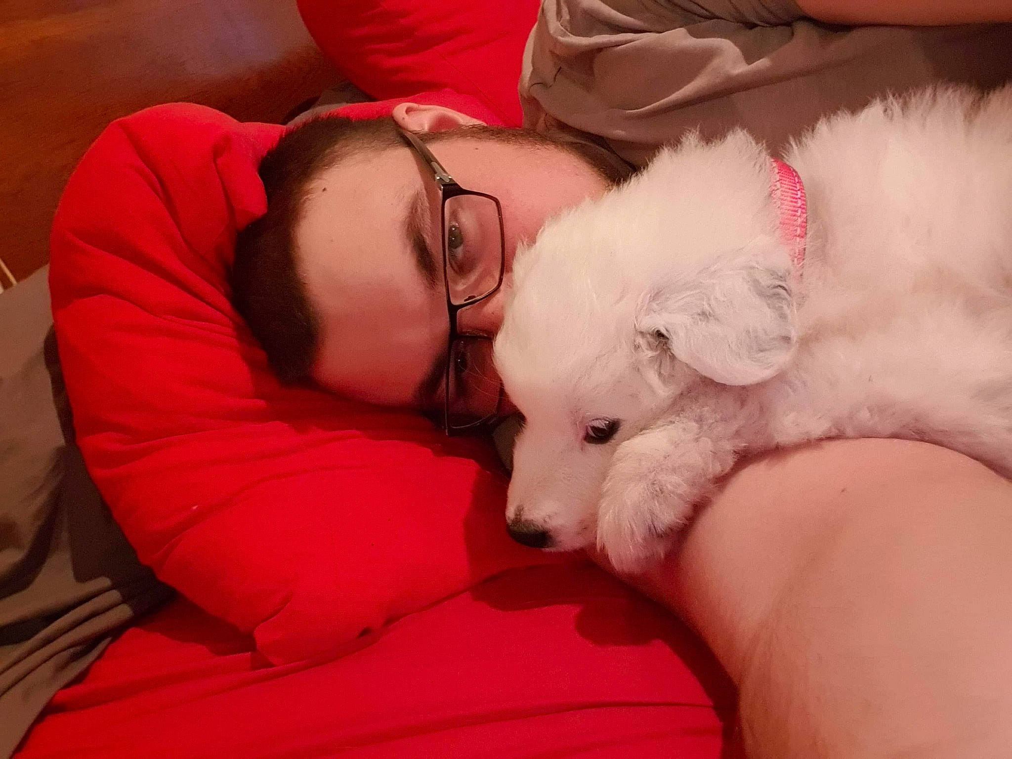 Raiponce participe au concours pour gagner de l'argent avec cette photo : bedtime, carmine, carnivore, comfort, companion_dog, dog_breed, flesh, fur, glasses, human, lap, love, nail, nap, non_sporting_group, plush, sleep, stuffed_toy, toy, toy_dog