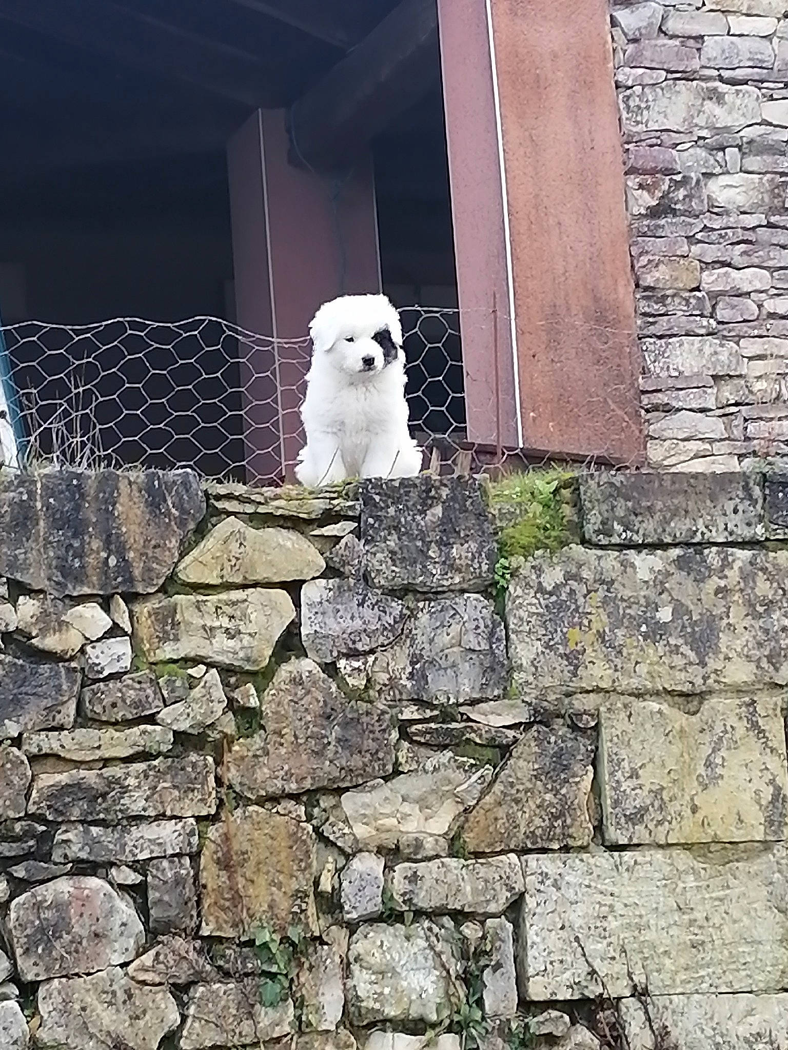 Raiponce a rejoint le concours — aidez-le/la à gagner de superbes lots ! beak, bird, brick, brickwork, building_material, cobblestone, flagstone, limestone, mesh, mortar, owl, stone_wall, stuffed_toy, wall, wire_fencing