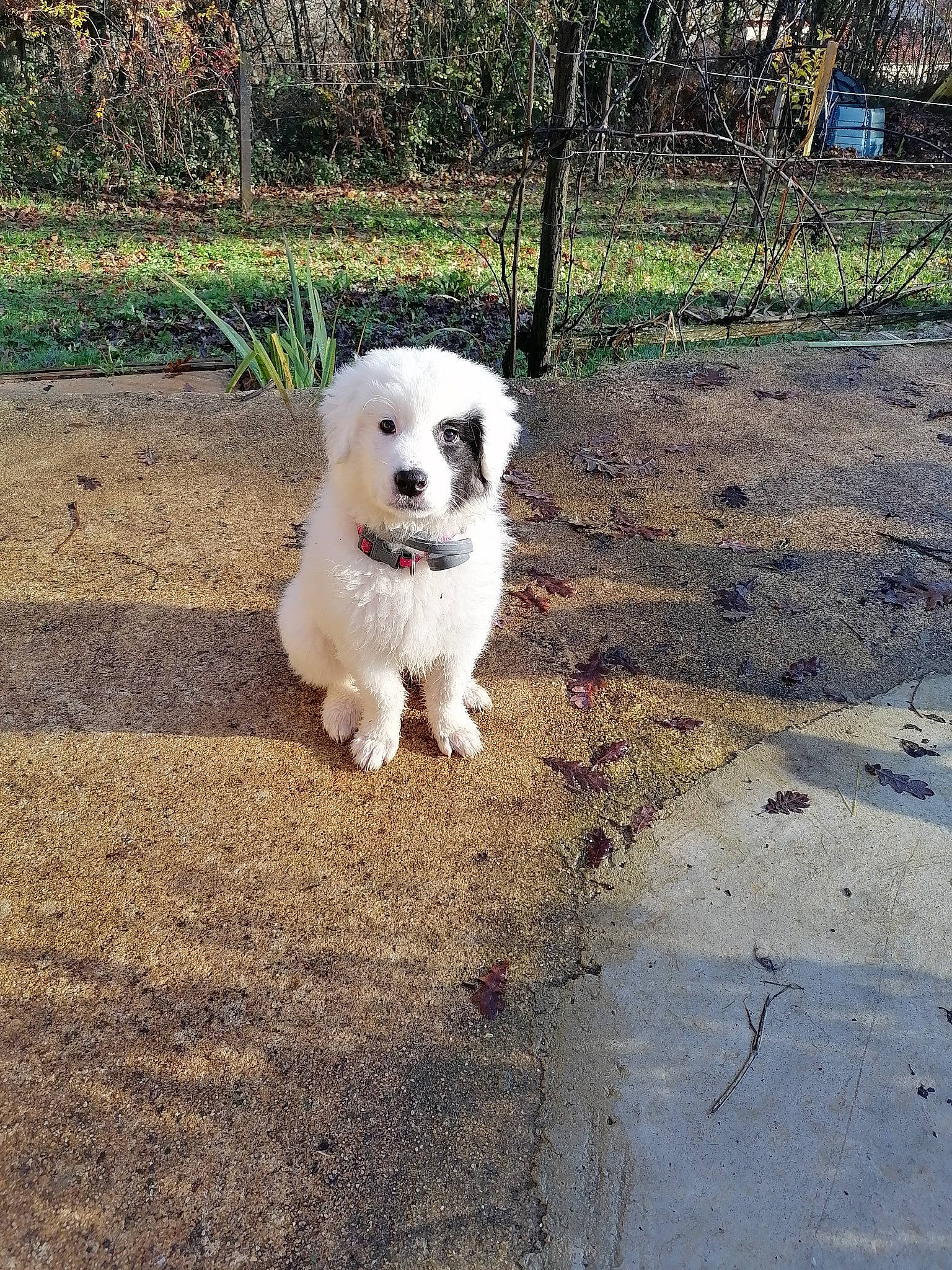 Raiponce participe au concours pour gagner de l'argent avec cette photo : ancient_dog_breeds, canidae, carnivore, collar, companion_dog, dog, dog_breed, dog_supply, maltepoo, mammal, non_sporting_group, puppy, sidewalk, snout, sporting_group, tar, toy_dog, working_animal, working_dog, yard