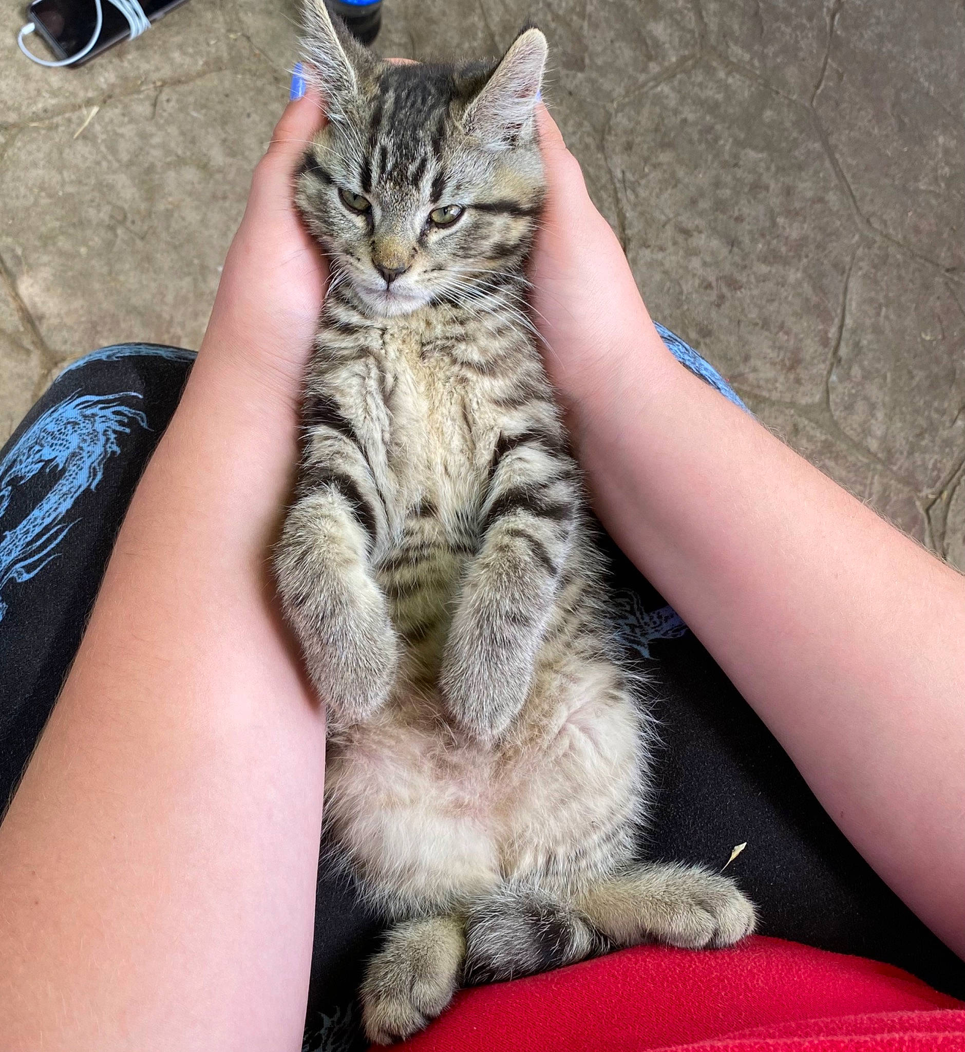 Tiger joined the competition — help win amazing prizes! carnivore, cat, claw, domestic_short_haired_cat, felidae, foot, fur, gesture, human_leg, lap, nail, paw, sitting, small_to_medium_sized_cats, snout, tail, terrestrial_animal, whiskers