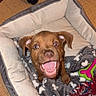 puppy, dog, pet_bed, blanket, toy, indoor, floor, happy, playful, brown_dog, canine, animal, young_dog, chew_toy, paw_print, corduroy, fur, cute, smiling, domestic_animal