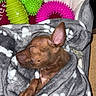 dog, puppy, blanket, sleeping, bed, toy, plush_toy, paw_print, brown_dog, cozy, indoor, resting, cute, soft, small_dog, sleep, animal, pet, comfort, wrapped