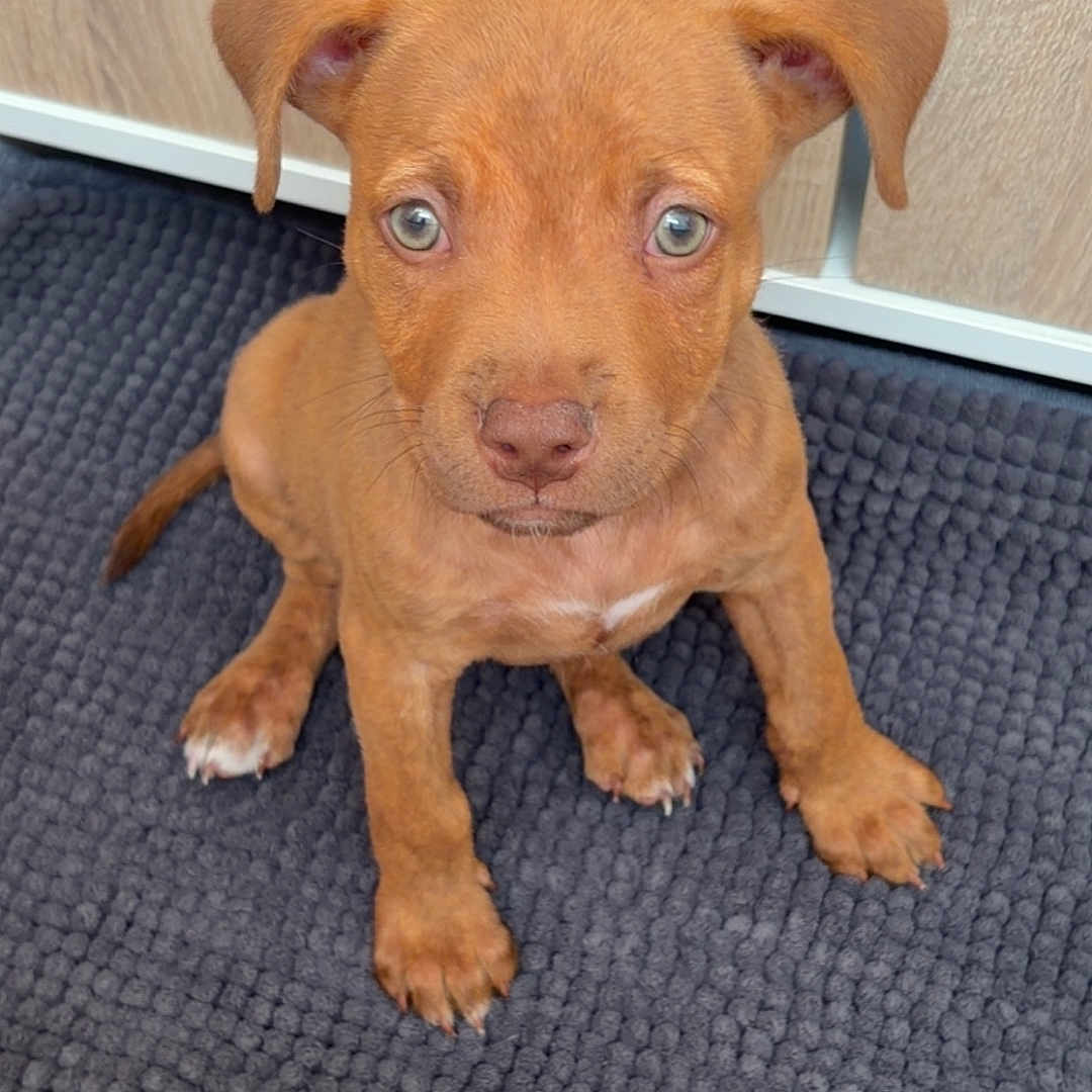 Laïka a rejoint le concours — aidez-le/la à gagner de superbes lots ! puppy, dog, brown_dog, pet, cute, indoor, carpet, floor, wooden_cabinet, sitting, young_dog, animal, canine, looking_up, ears, whiskers, paws, fur, eyes, adorable