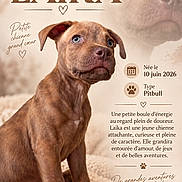 Laïka a rejoint le concours — aidez-le/la à gagner de superbes lots ! animal, blue_eyes, brown_fur, canine, carpet, close_up, decorative_design, dog, french_text, indoors, paw_prints, pet, pitbull, portrait, poster, puppy, sitting, soft_blanket, studio_lighting, young_dog