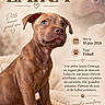 animal, blue_eyes, brown_fur, canine, carpet, close_up, decorative_design, dog, french_text, indoors, paw_prints, pet, pitbull, portrait, poster, puppy, sitting, soft_blanket, studio_lighting, young_dog